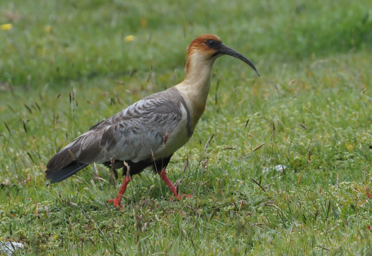 Andean Ibis - ML612462164