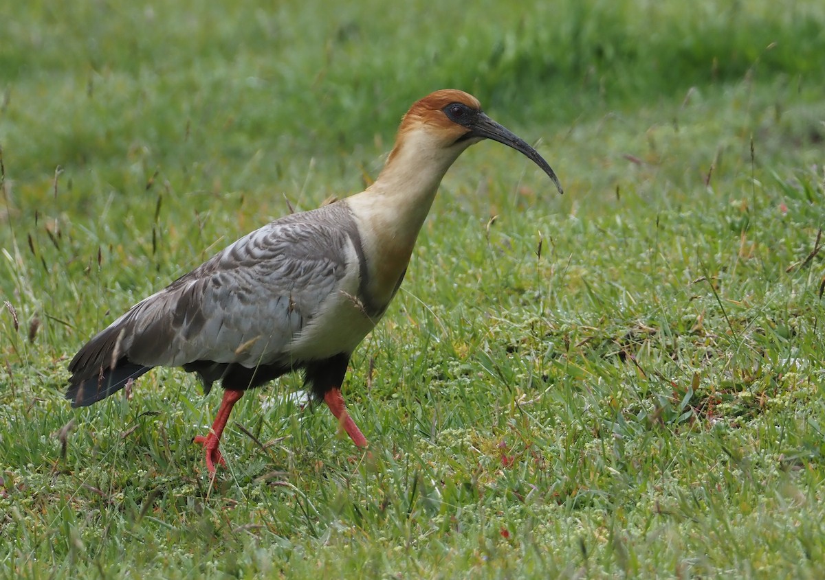 ibis šedokřídlý - ML612462185