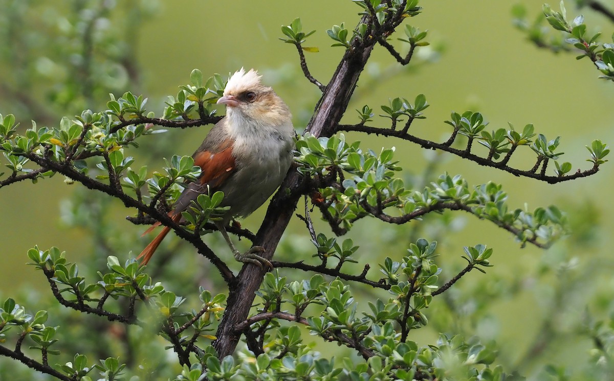 Creamy-crested Spinetail - ML612462255