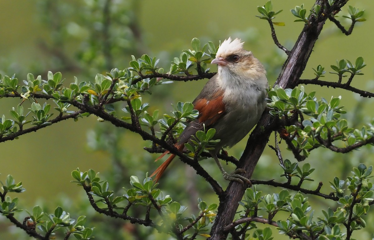 Creamy-crested Spinetail - ML612462266