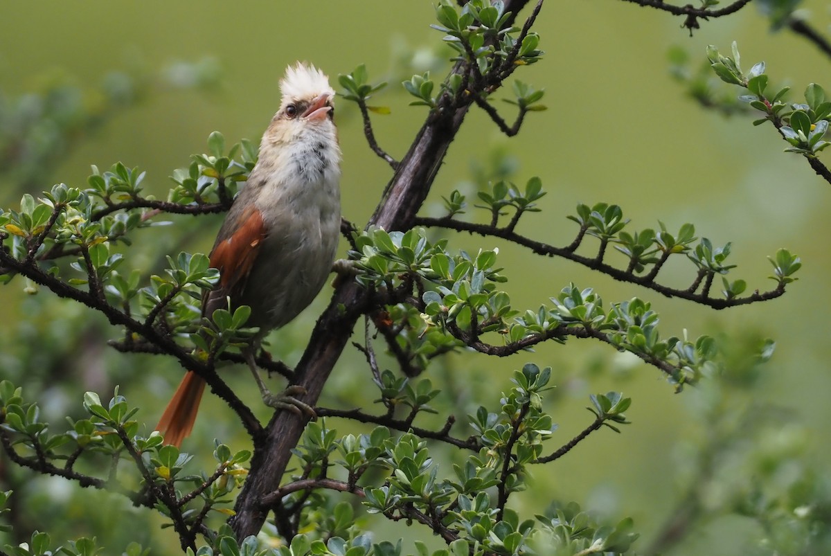 Creamy-crested Spinetail - ML612462293