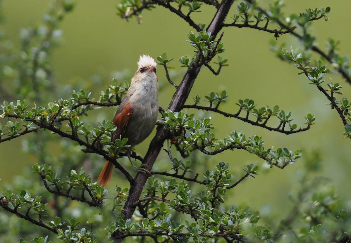 Creamy-crested Spinetail - Stephan Lorenz