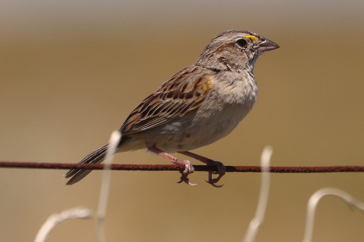 Grassland Sparrow - ML612462465