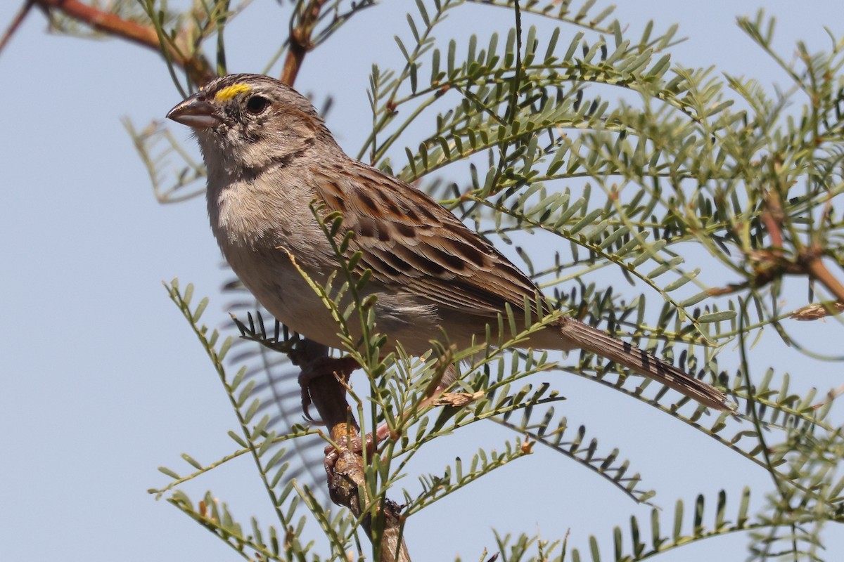 Grassland Sparrow - ML612462466