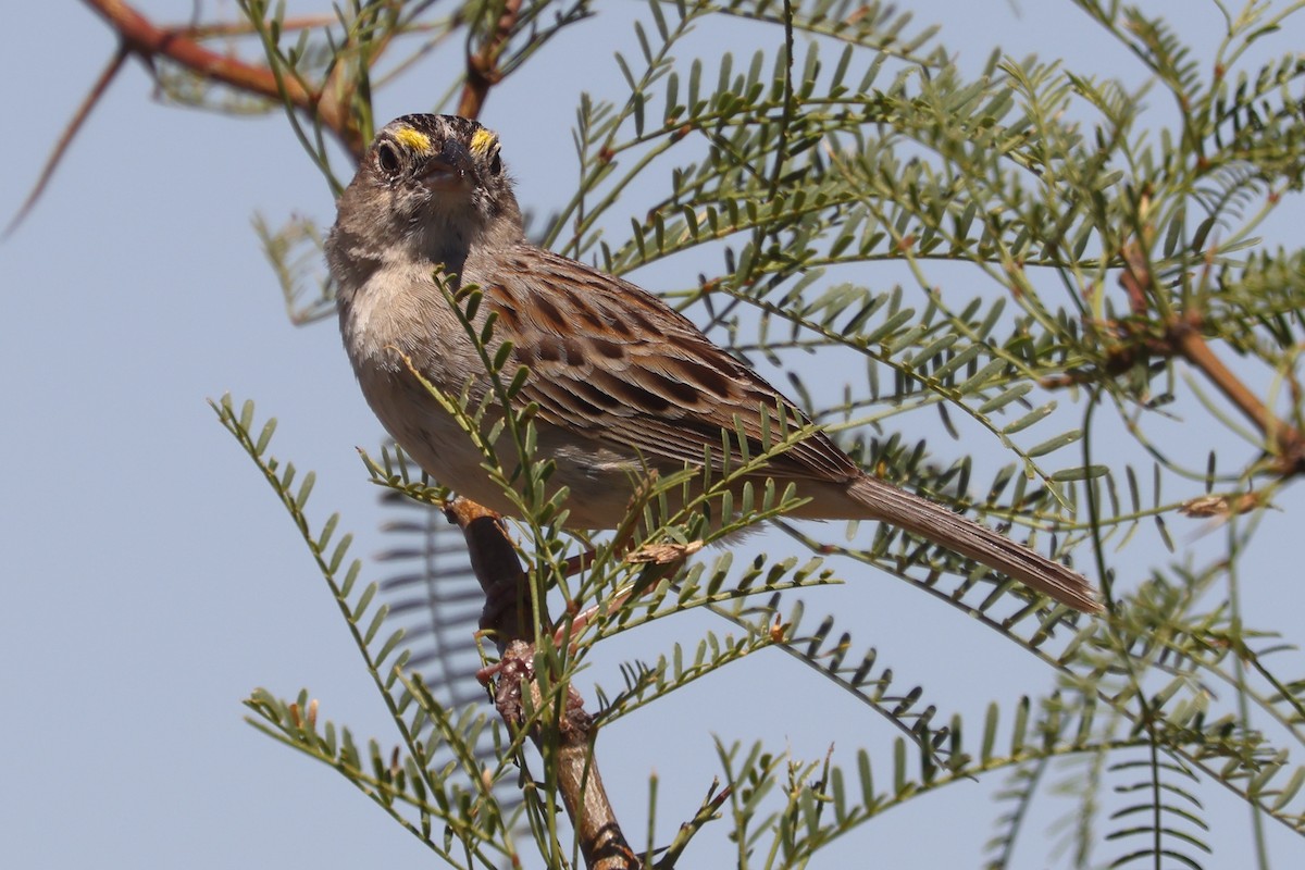 Grassland Sparrow - ML612462467