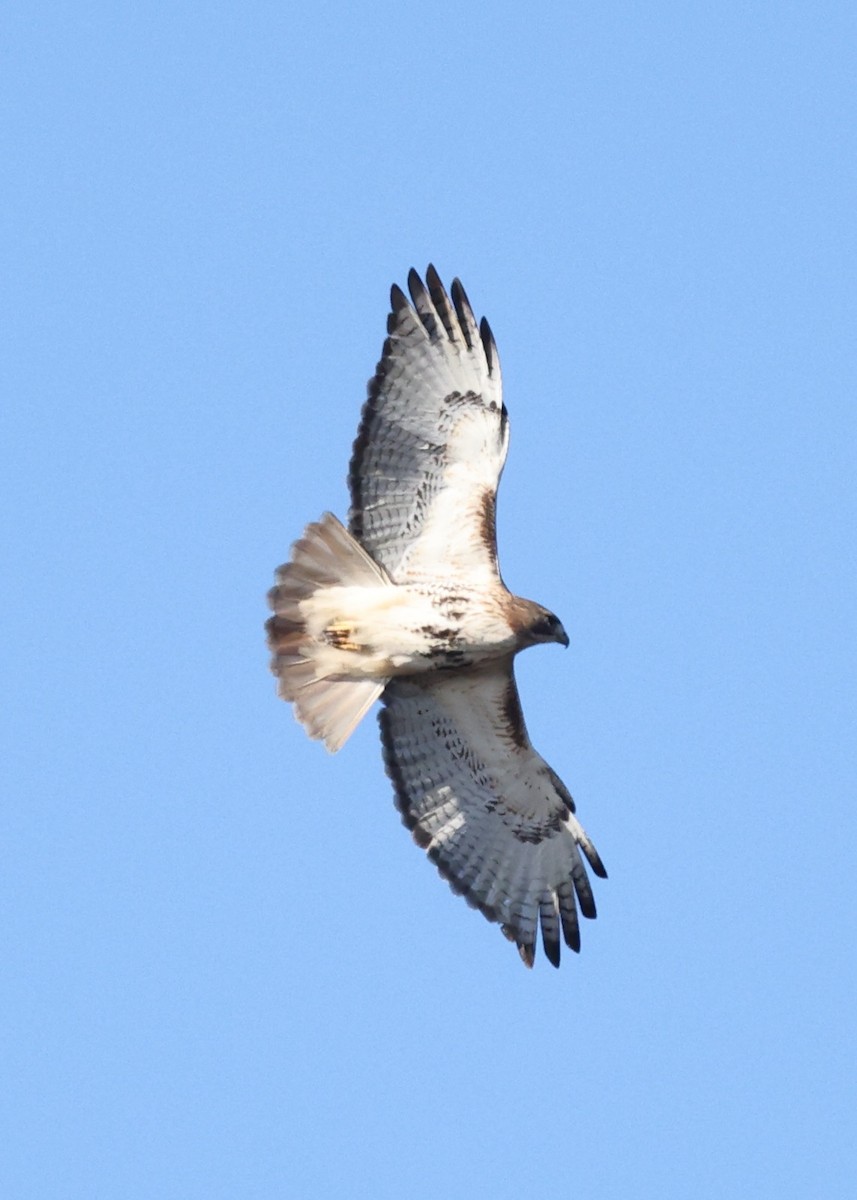 Red-tailed Hawk - ML612462549