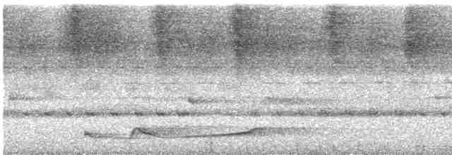 Seidennachtschwalbe - ML612462852