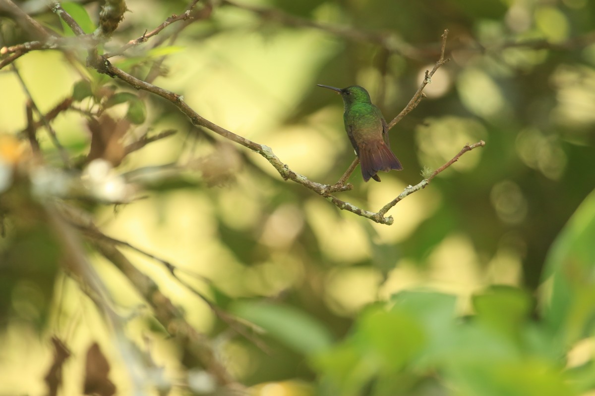 Green-bellied Hummingbird - ML612462910