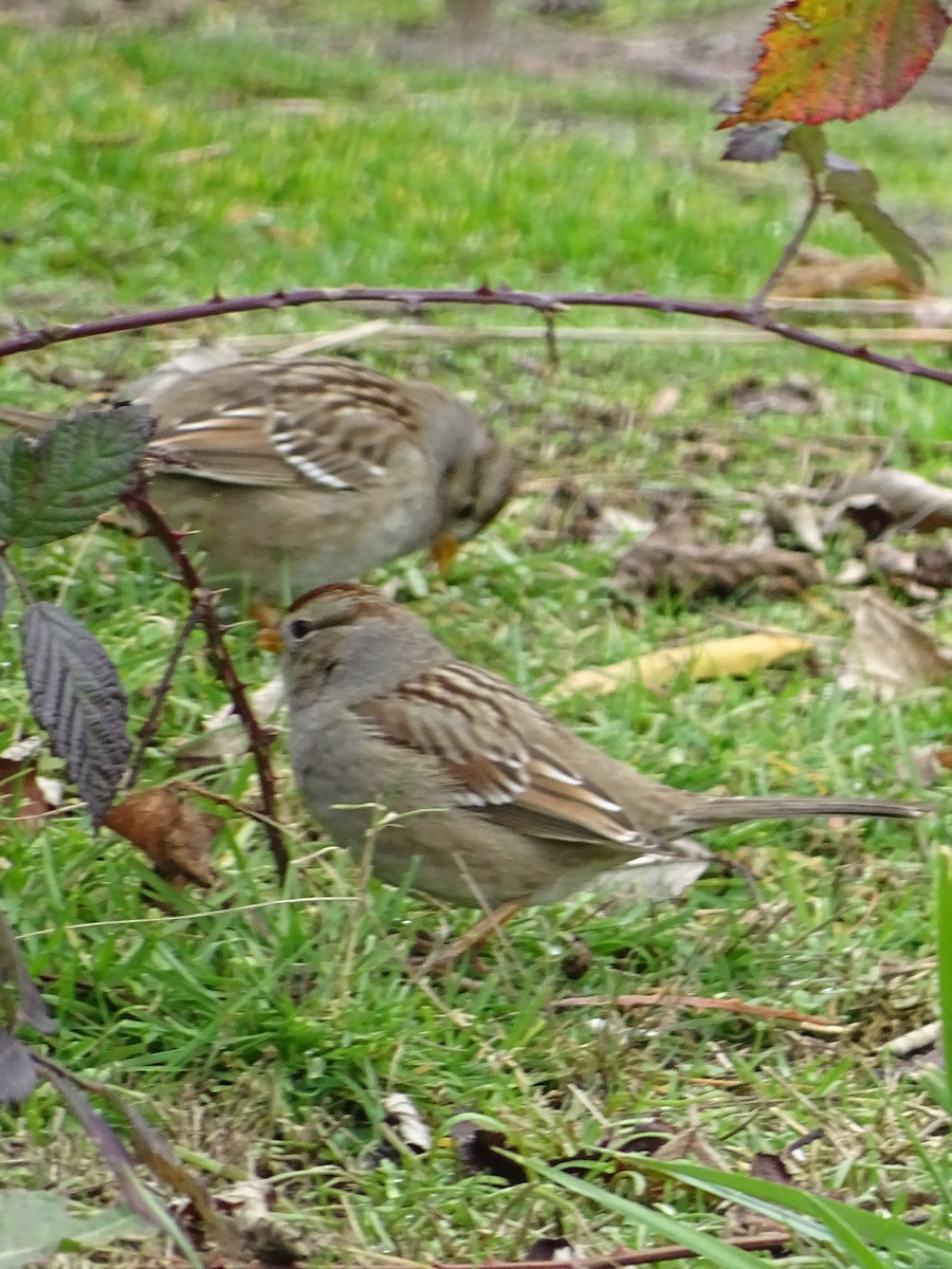 White-crowned Sparrow - ML612462988