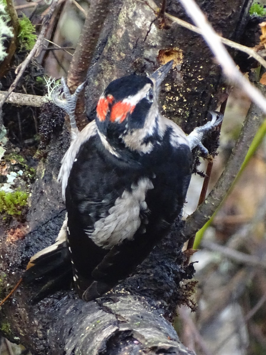 Hairy Woodpecker - Cathi Bower
