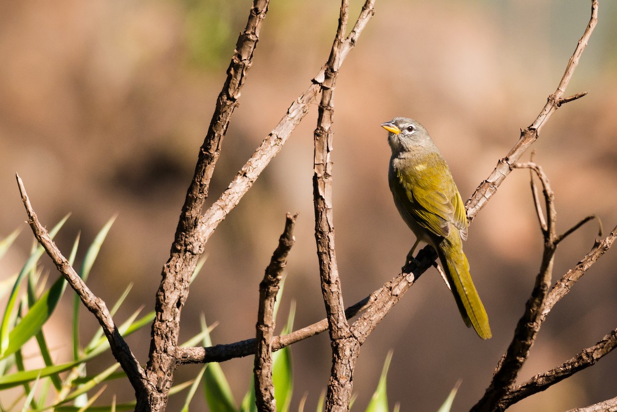 Pale-throated Pampa-Finch - ML612463135