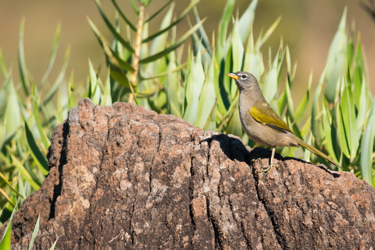 Pale-throated Pampa-Finch - ML612463136