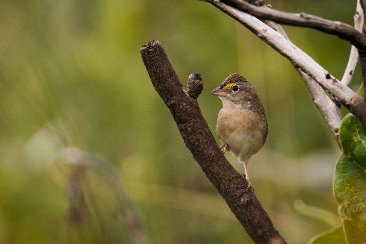 Grassland Sparrow - ML612463155