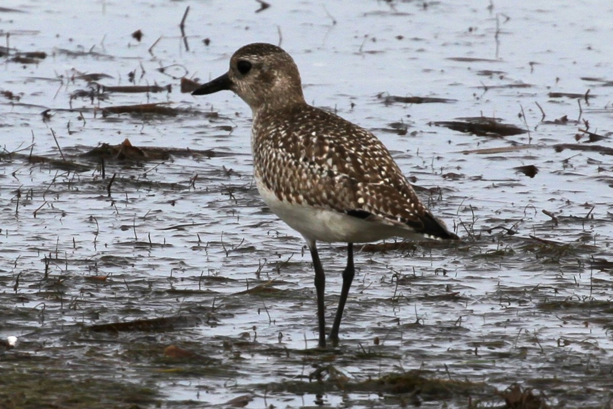 eBird Checklist 20 Dec 2023 Honeymoon Island 8 species