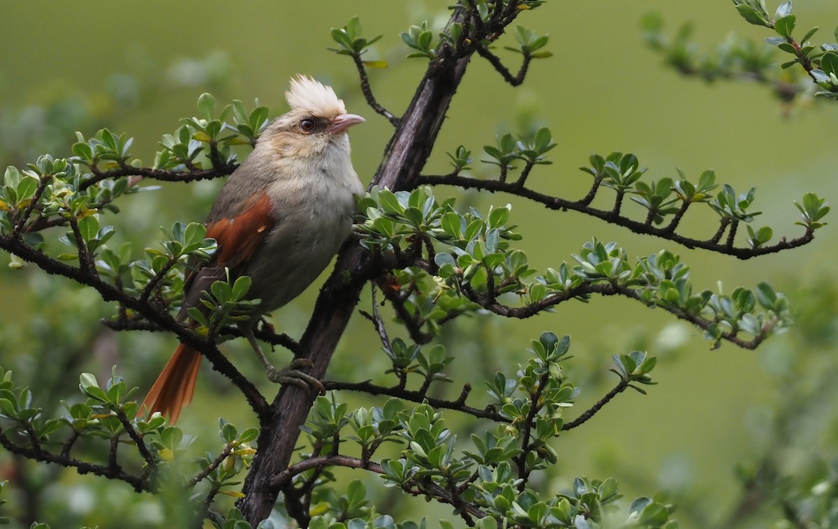 Creamy-crested Spinetail - ML612463420
