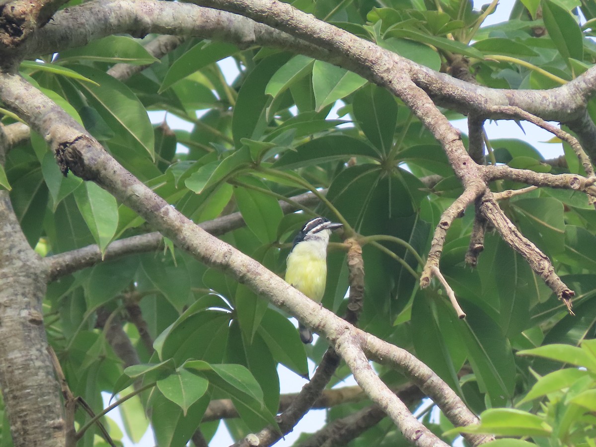 Yellow-throated Tinkerbird - ML612463703