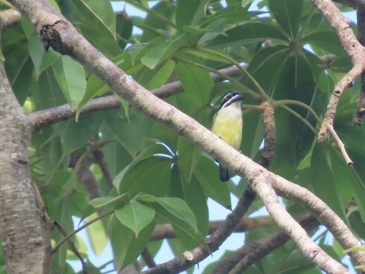 Yellow-throated Tinkerbird - ML612463704
