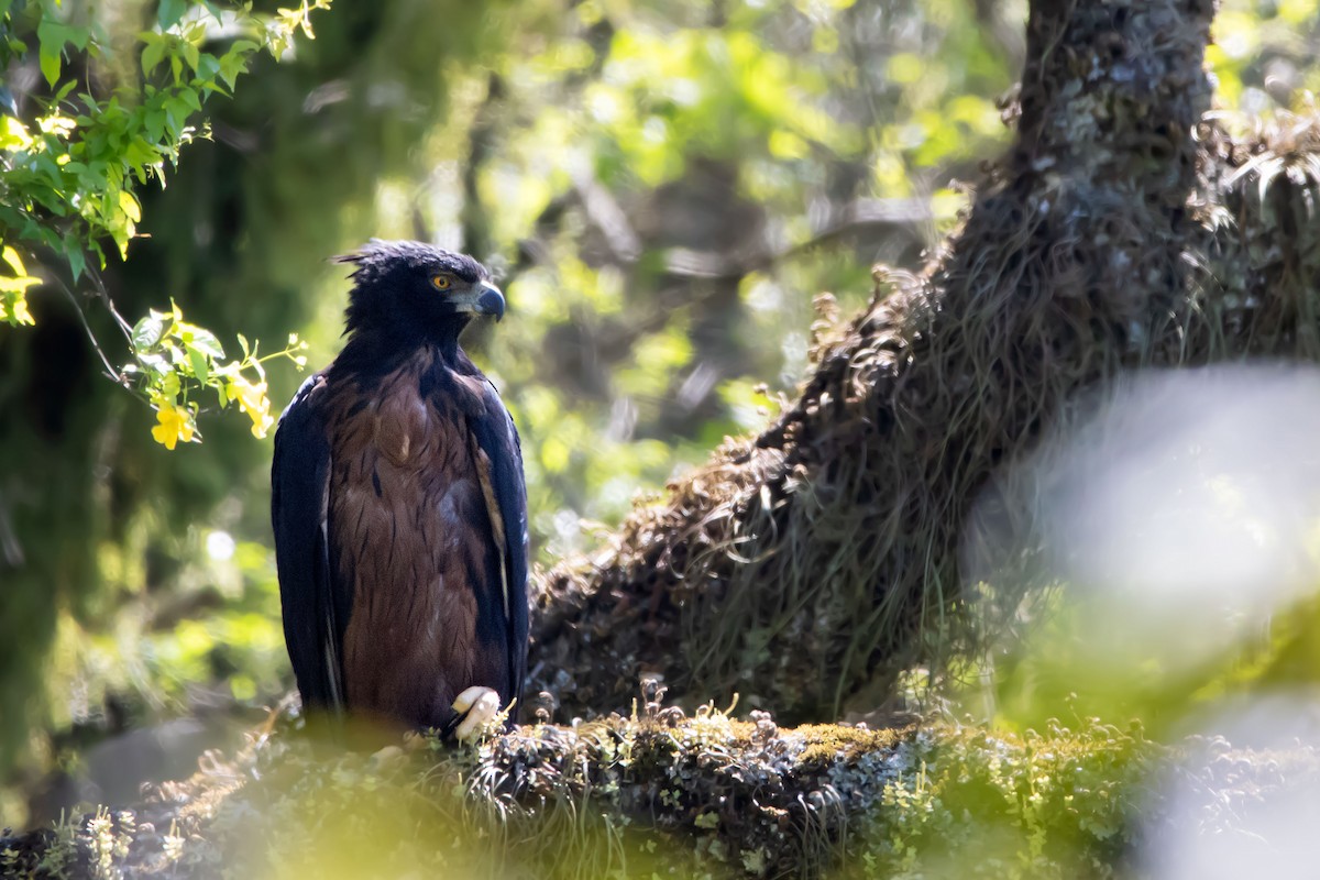 Black-and-chestnut Eagle - Marco Fidalgo