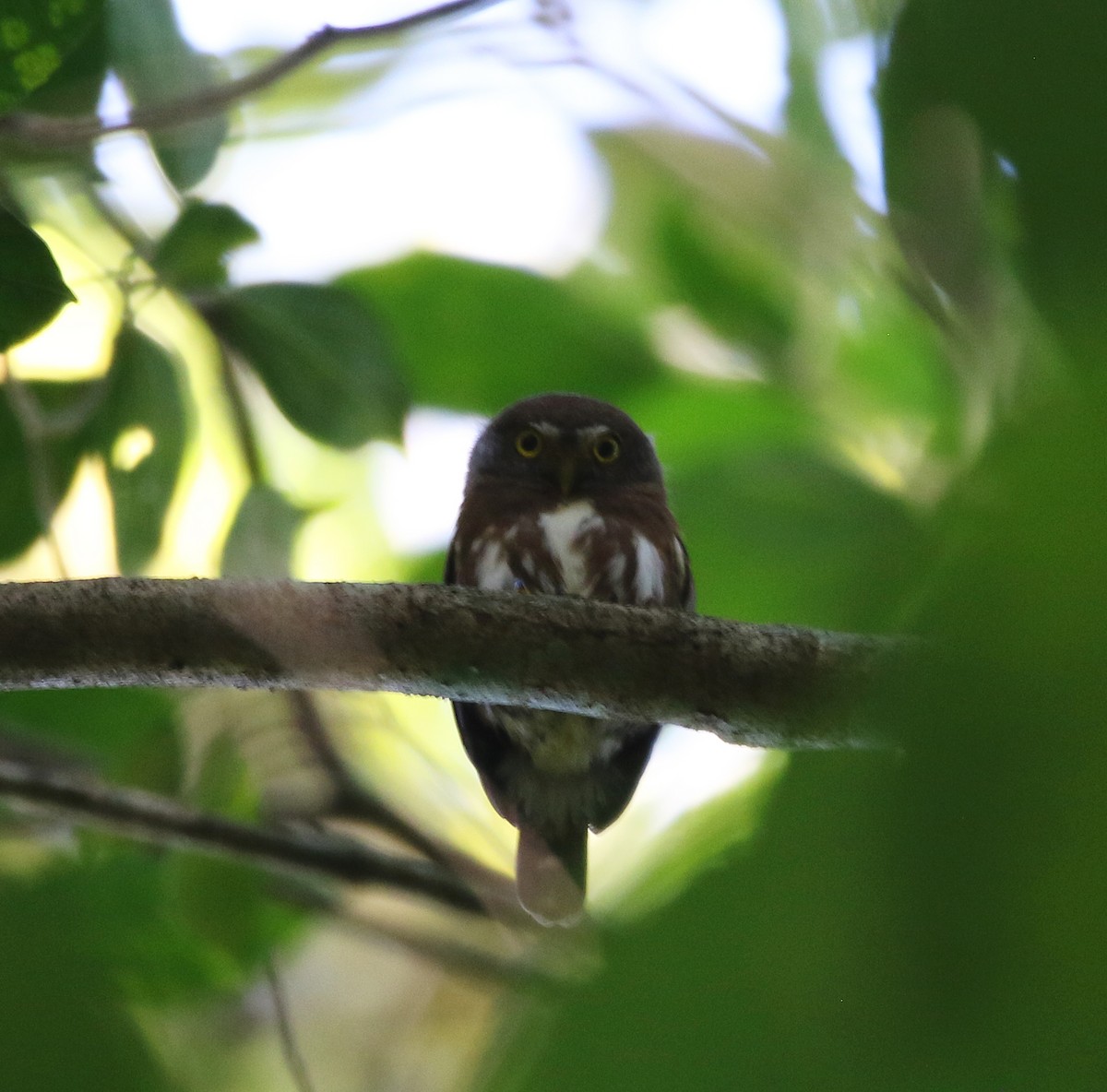 Central American Pygmy-Owl - ML612464701