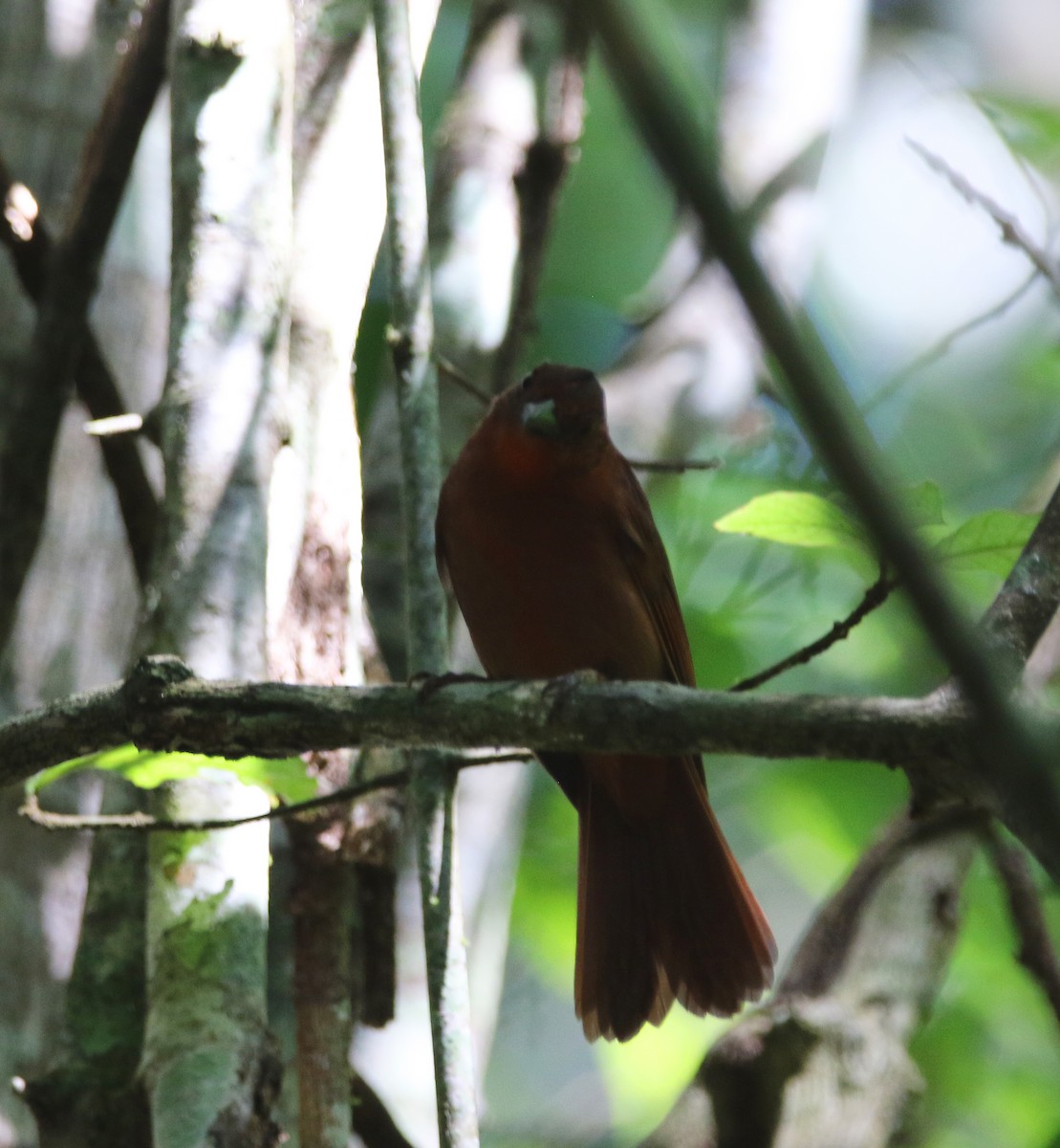 Red-crowned Ant-Tanager (Northern) - ML612464800