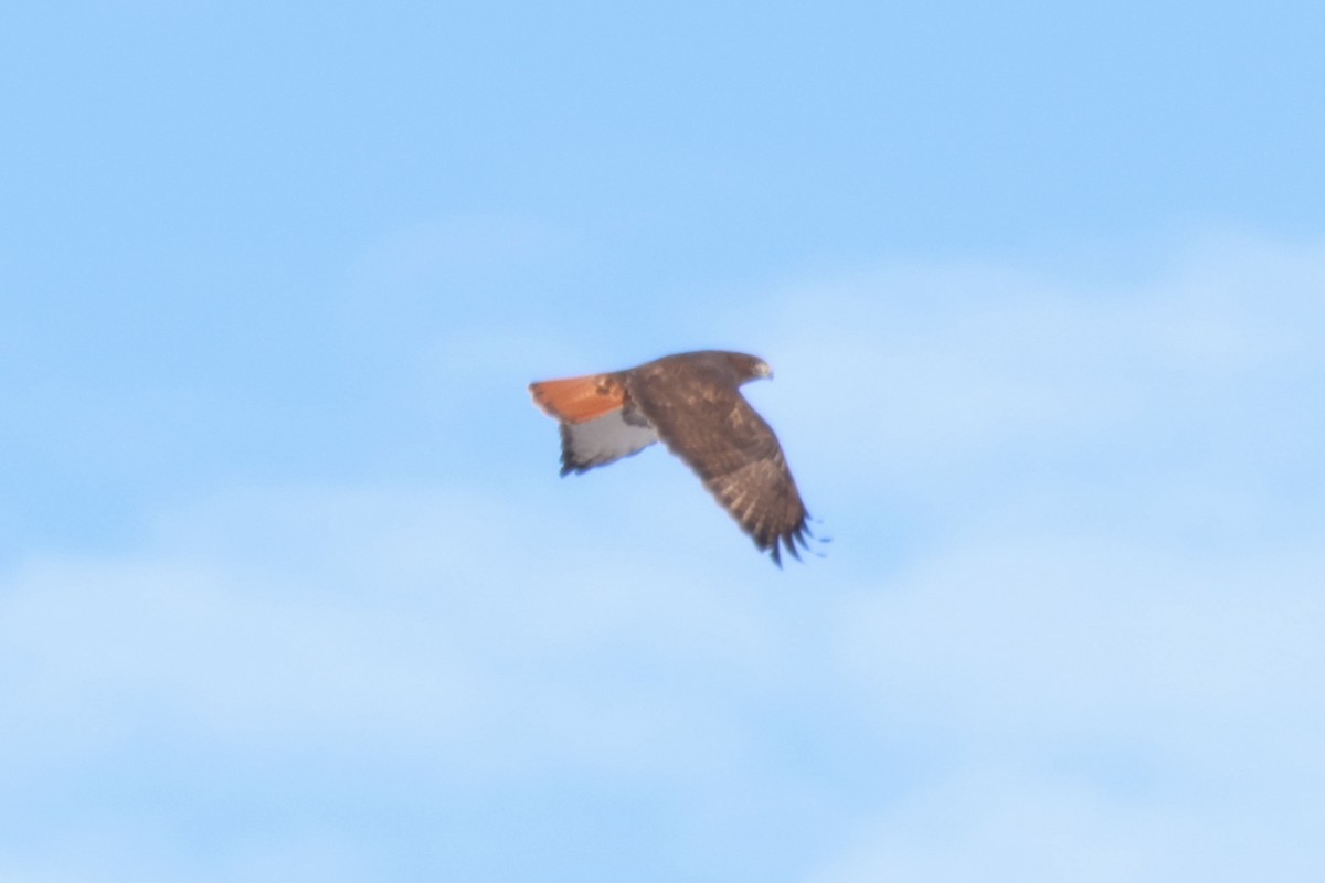 Red-tailed Hawk (calurus/alascensis) - ML612464838