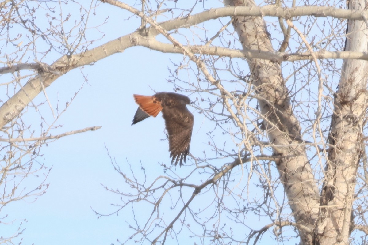 Red-tailed Hawk (calurus/alascensis) - ML612464840