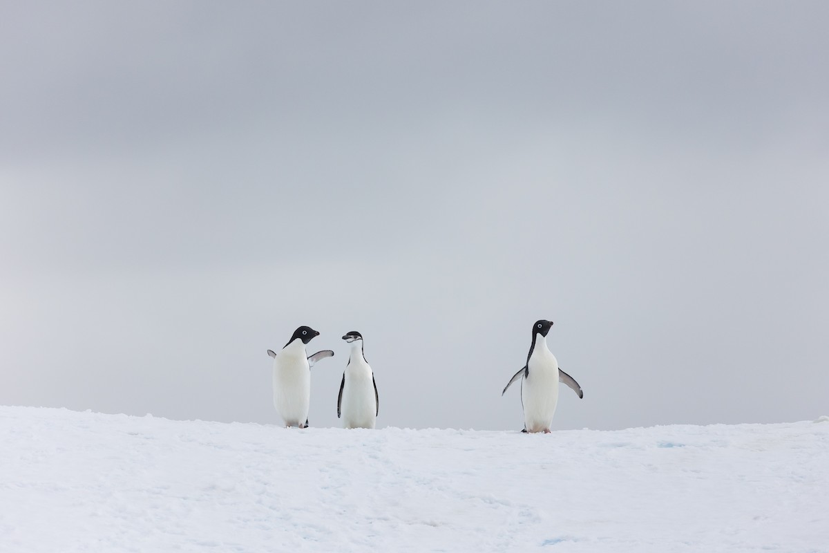 Пінгвін антарктичний - ML612464879