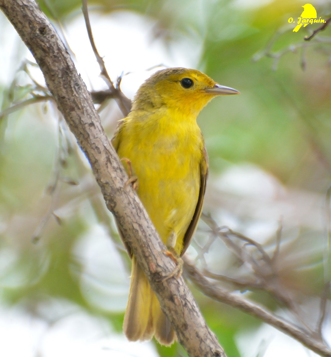 Yellow Warbler (Mangrove) - ML61246491