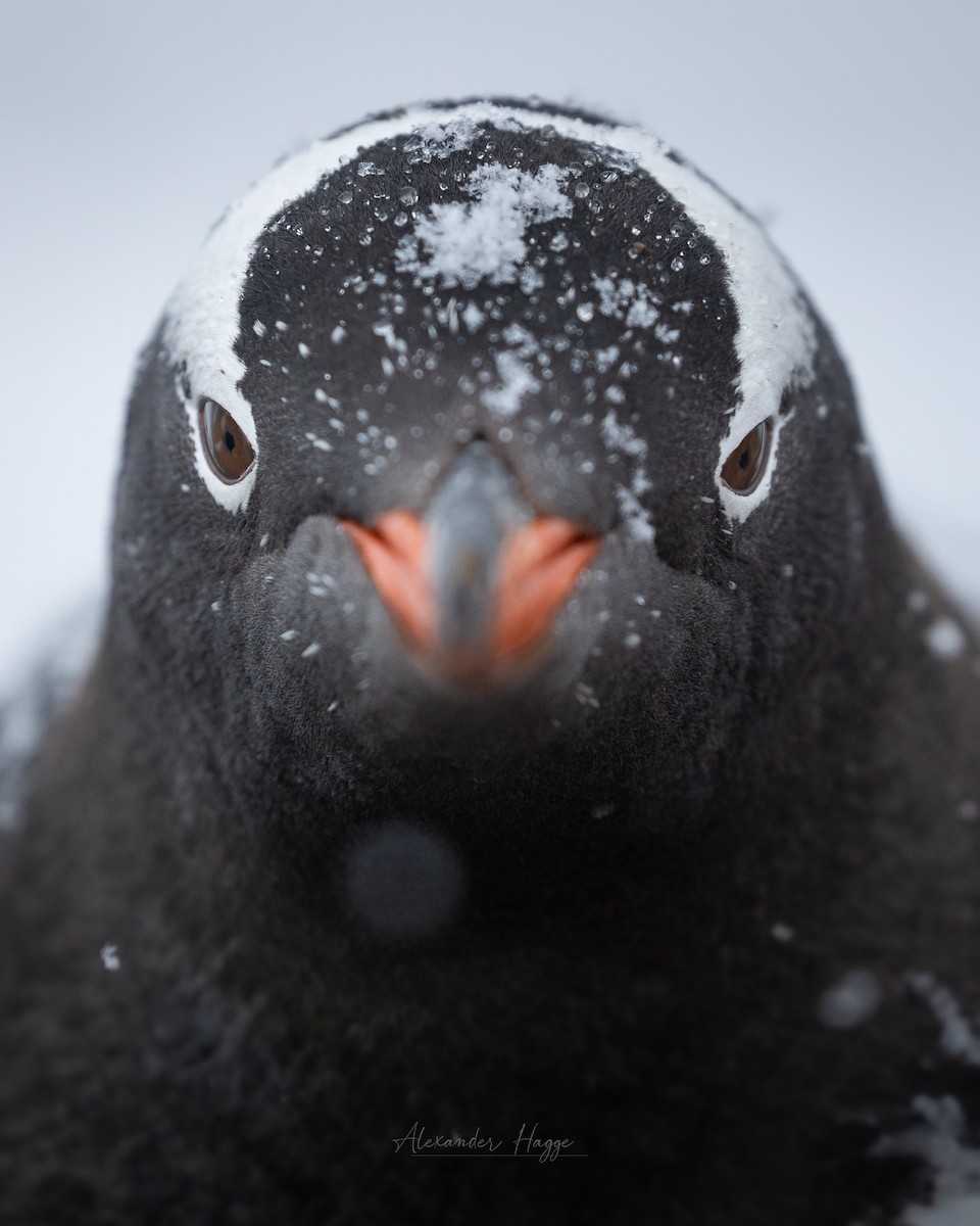 Gentoo Penguin - Alexander Hagge