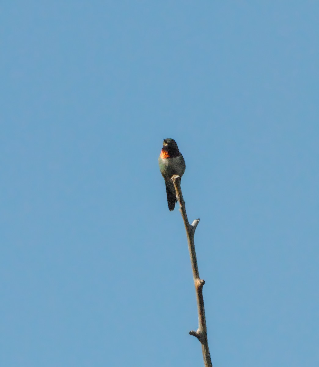 Broad-tailed Hummingbird - ML612465638