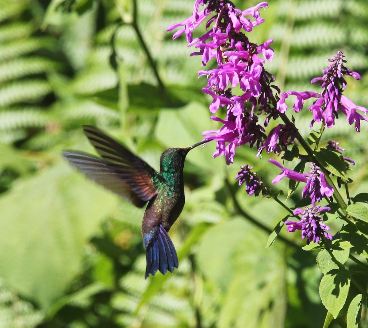 Blue-tailed Hummingbird - ML612465750