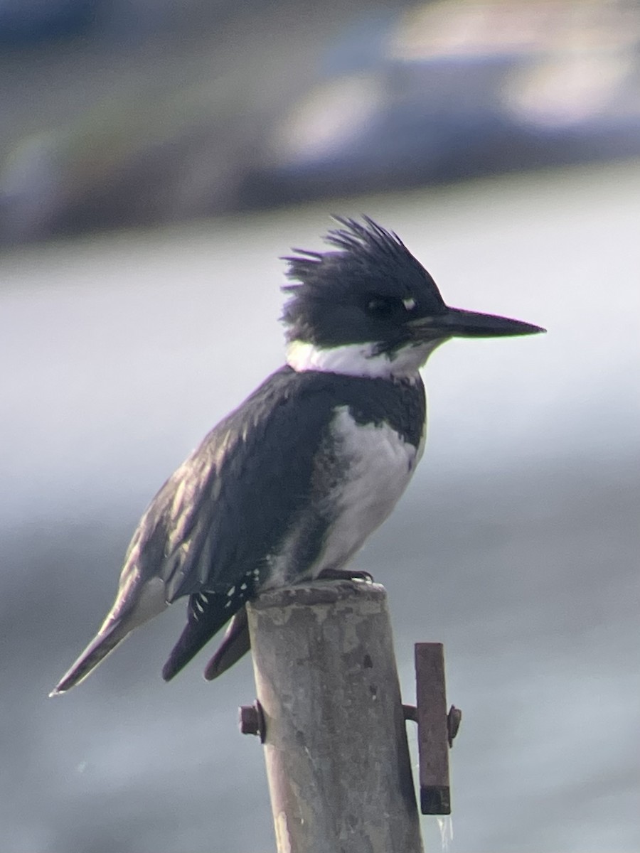 Belted Kingfisher - Daniel Moore