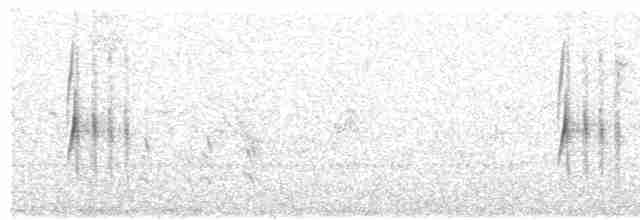 Тиранчик-довгохвіст білогорлий - ML612467290
