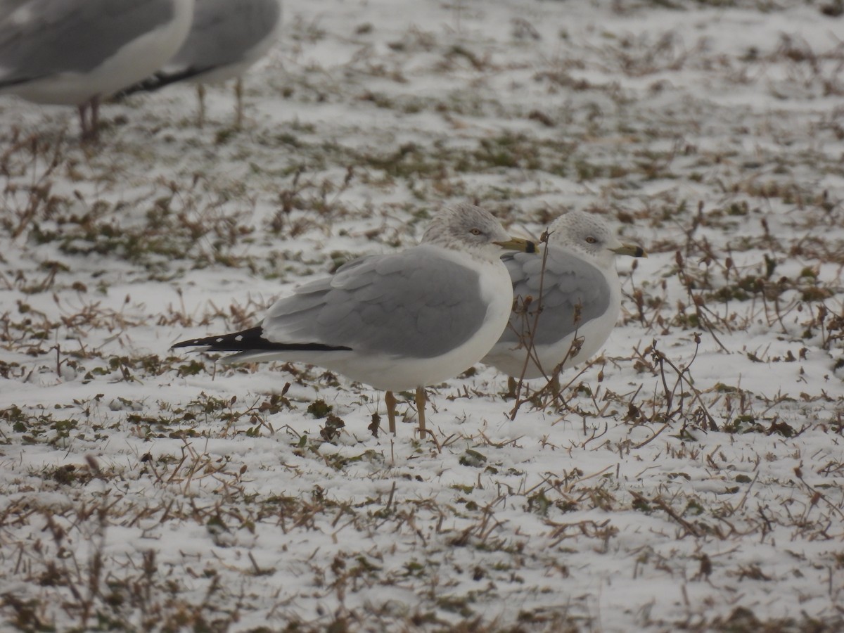 ebird-checklist-20-dec-2023-madison-county-landfill-8-species