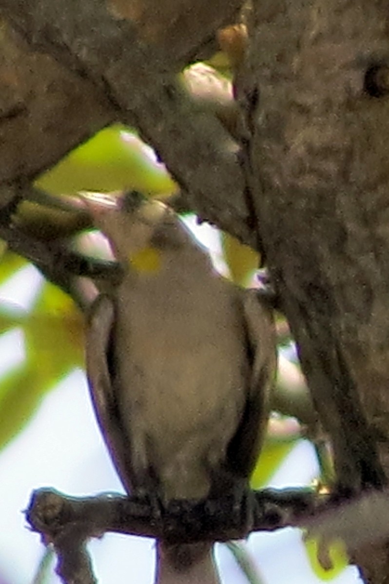 Yellow-throated Bush Sparrow - ML612467586