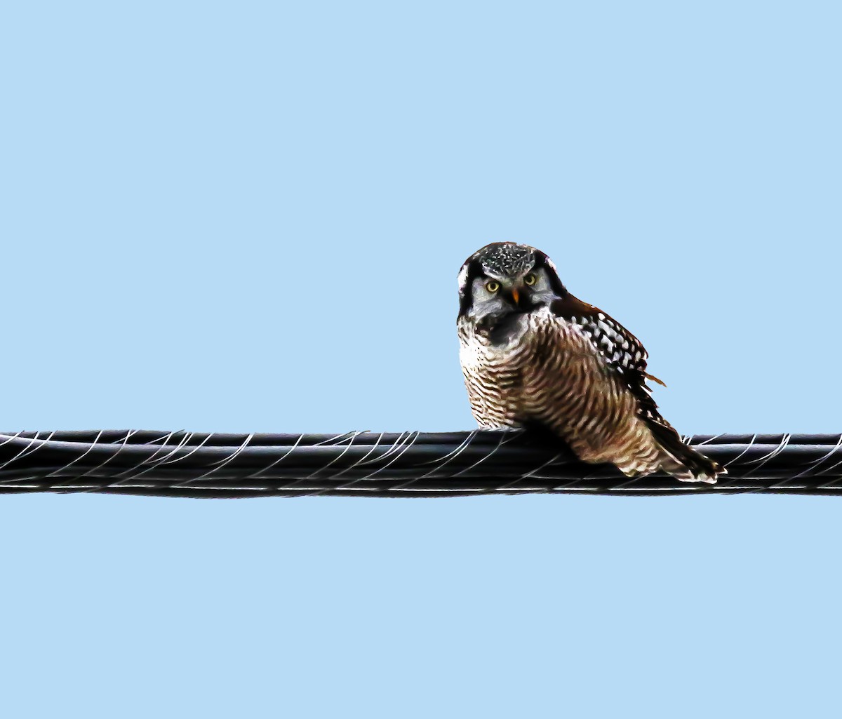 Northern Hawk Owl - Raymond  Piché
