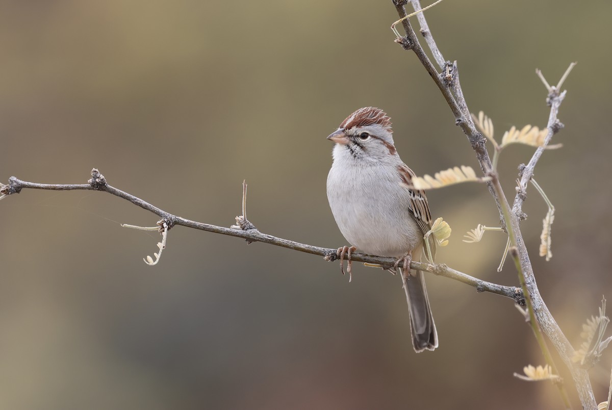 Rufous-winged Sparrow - ML612468082