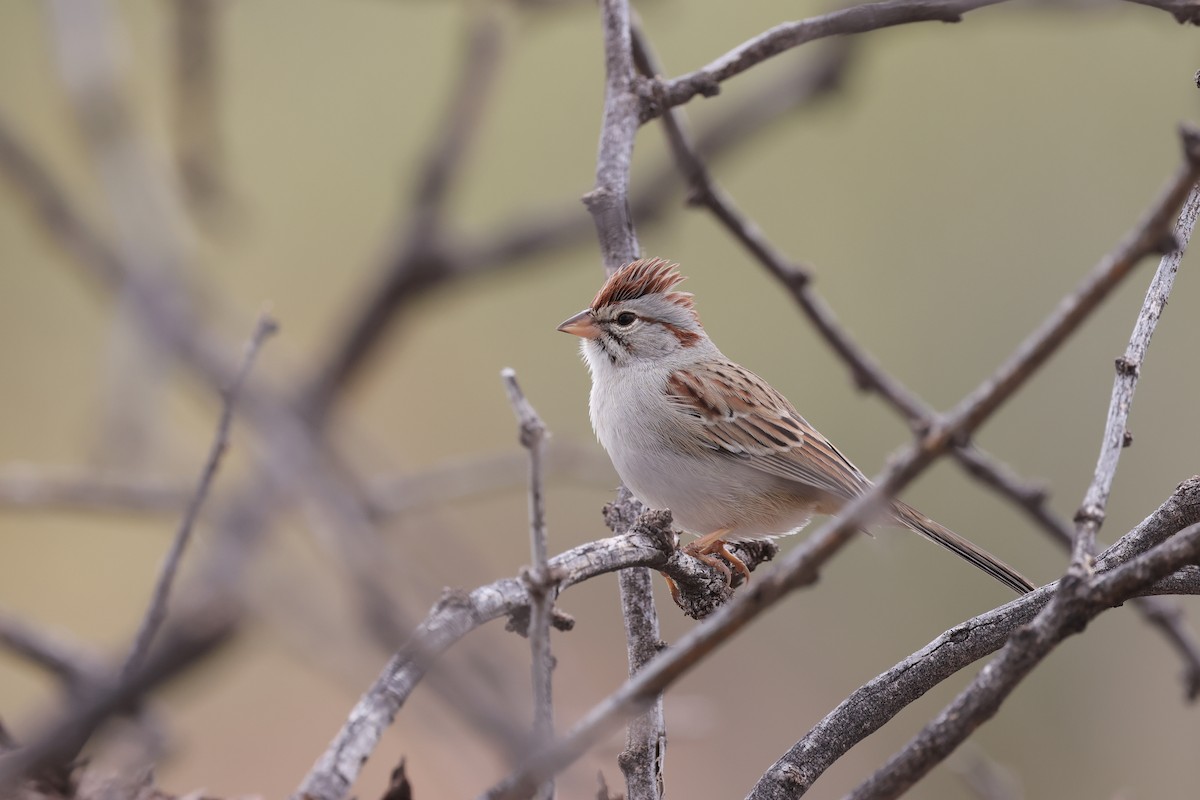Rufous-winged Sparrow - ML612468083