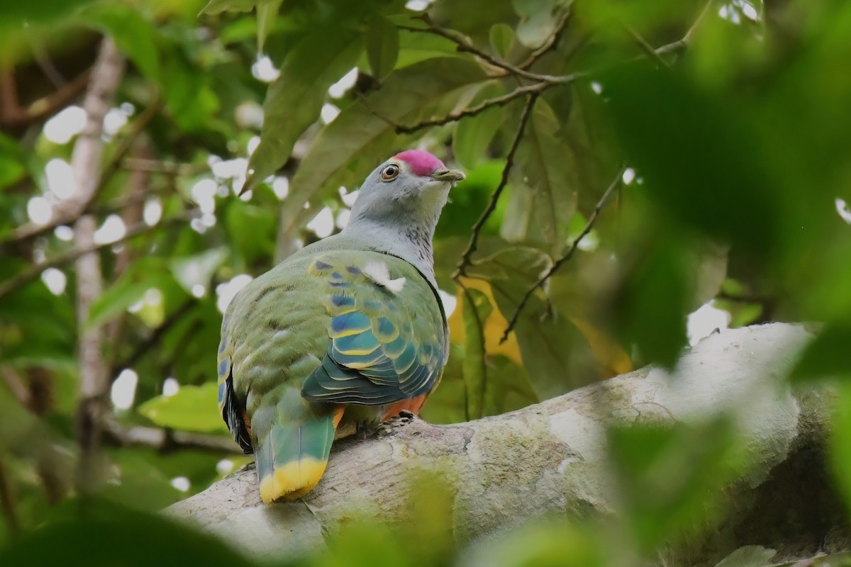 Rose-crowned Fruit-Dove - ML612468349