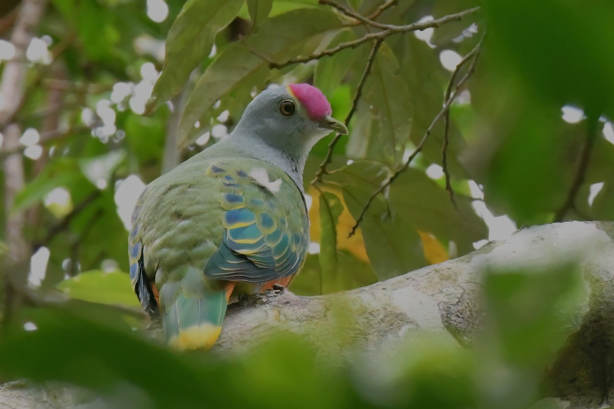 Rose-crowned Fruit-Dove - ML612468354
