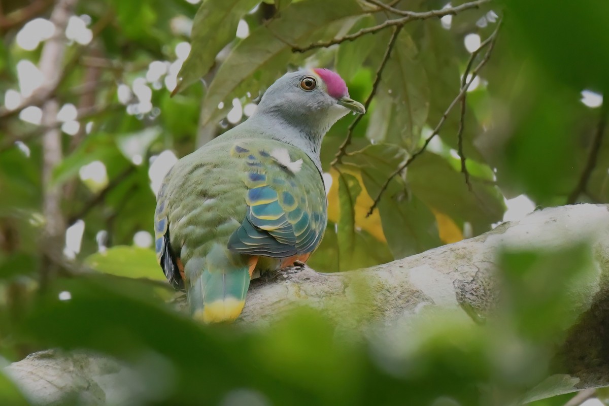 Rose-crowned Fruit-Dove - ML612468578