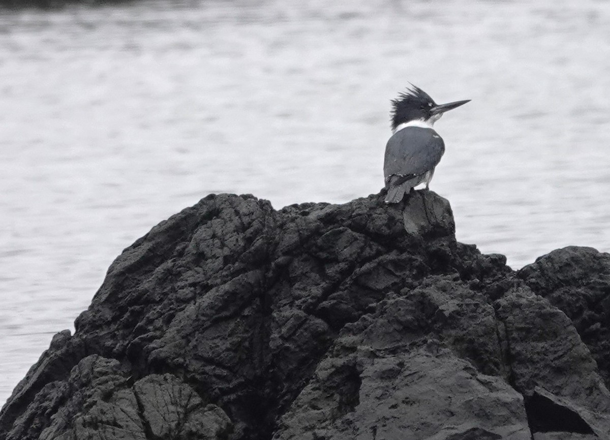 Belted Kingfisher - ML612468865