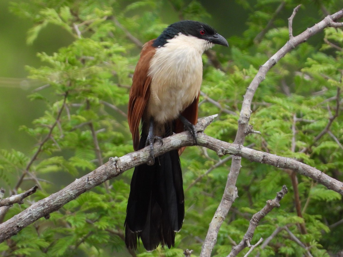 White-browed Coucal (Burchell's) - ML612468889