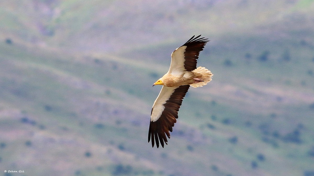 Egyptian Vulture - Orhan Gül