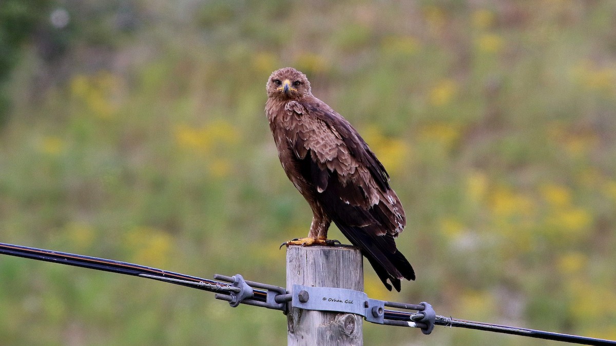 Lesser Spotted Eagle - Orhan Gül
