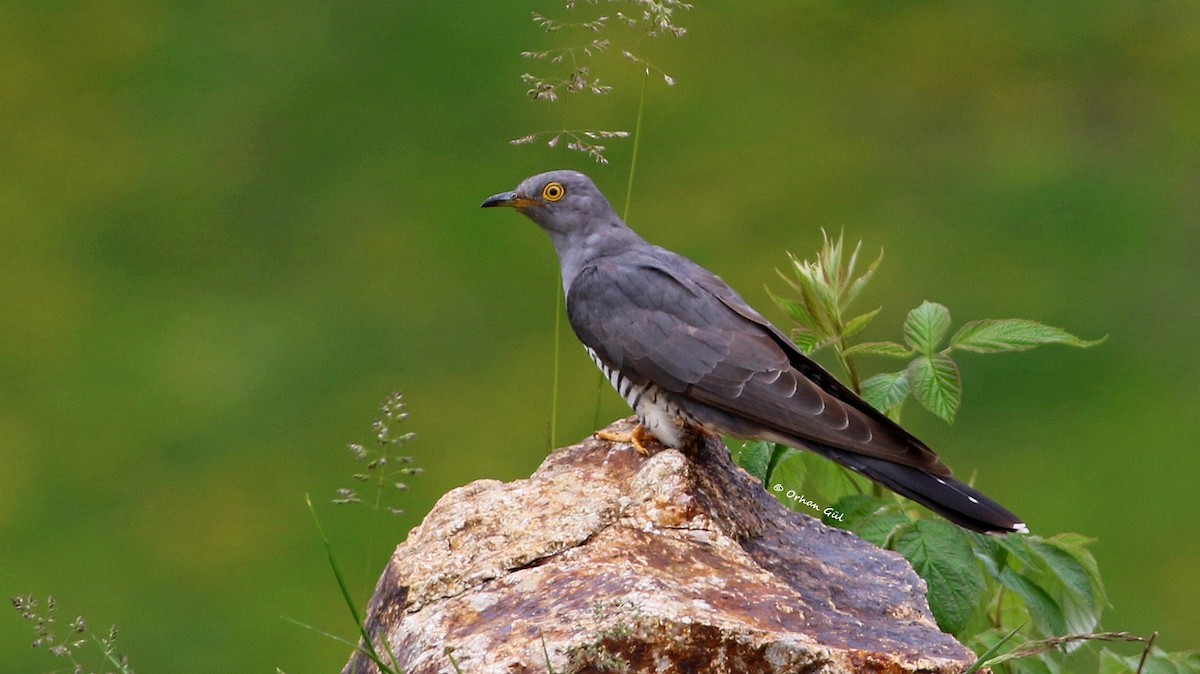 Common Cuckoo - Orhan Gül