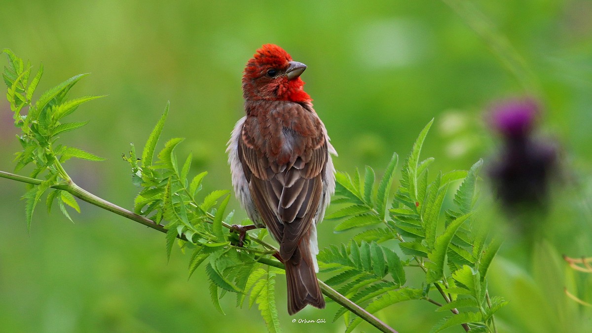 Common Rosefinch - Orhan Gül