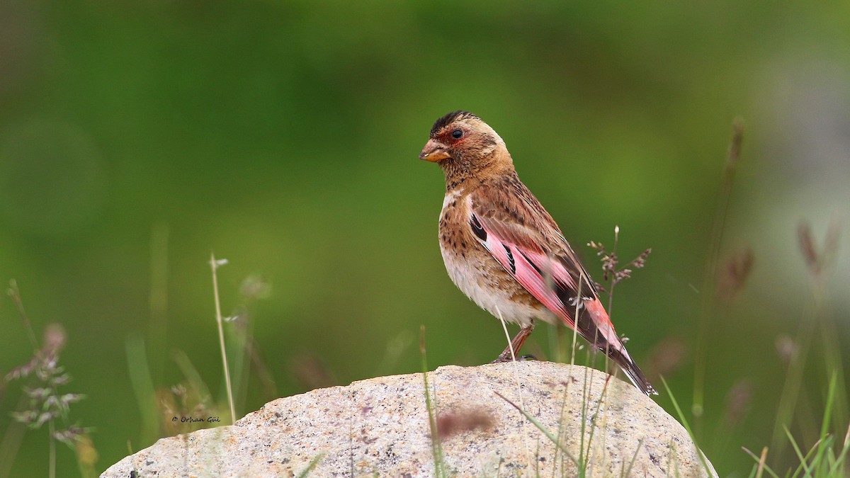 Crimson-winged Finch (Eurasian) - Orhan Gül