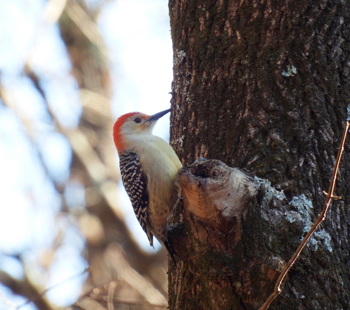 Mass Audubon eBird Checklist 20 Dec 2023 Moose Hill Wildlife