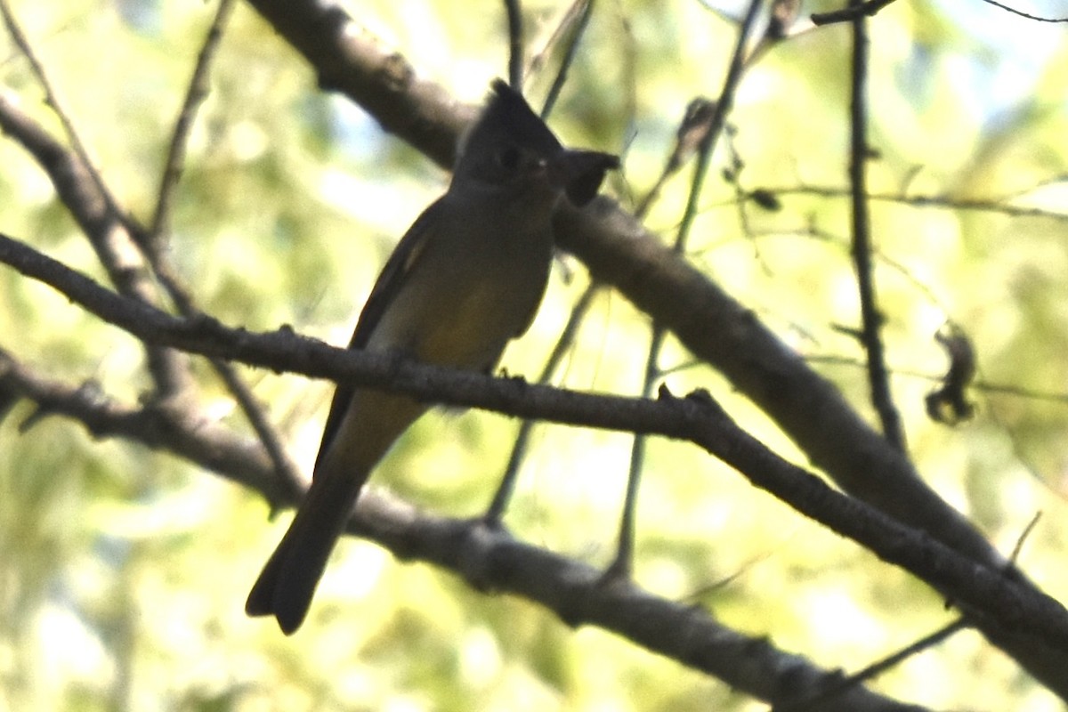 Greater Pewee - Max Laubstein